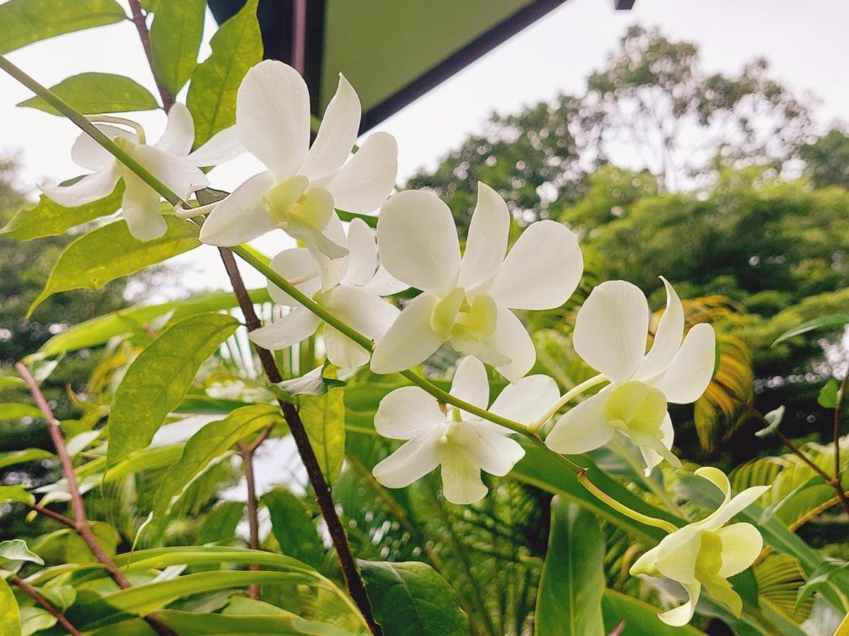 Papaya Cottage كو تشانغ المظهر الخارجي الصورة